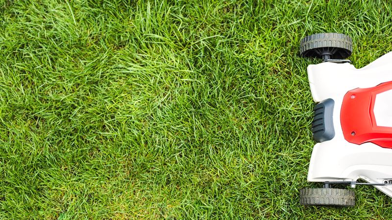 »Entscheidend is auf’m Platz« - Rasentypen, die jeder Fußballer kennen sollte »Entscheidend is auf’m Platz« - Rasentypen, die jeder Fußballer kennen sollte